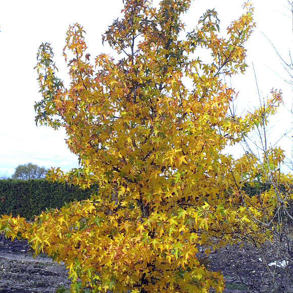Liquidambar styraciflua 'Worplesdon': Bild 7/7 Liquidambar styraciflua 'Worplesdon': Bild 7/7
