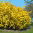 Forsythia intermedia 'Lynwood': Bild 6/6