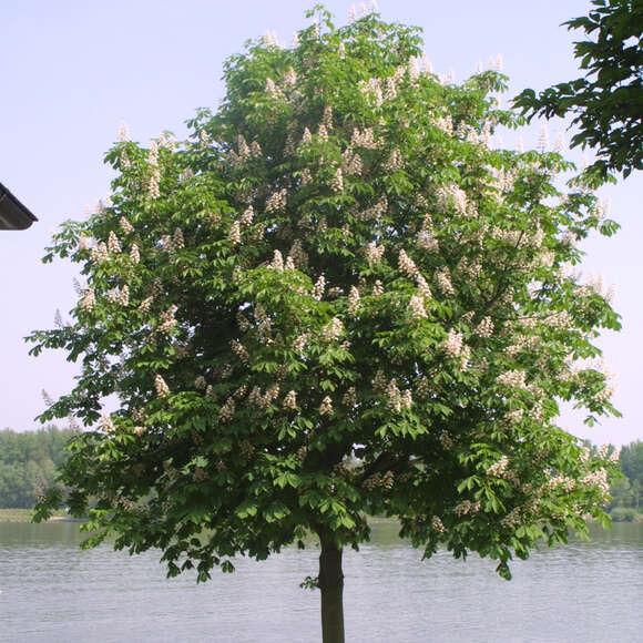 Aesculus hippocastanum: Bild 5/9 Aesculus hippocastanum: Bild 5/9