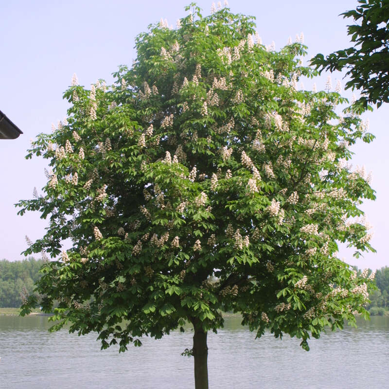 Rosskastanie Aesculus hippocastanum weiß