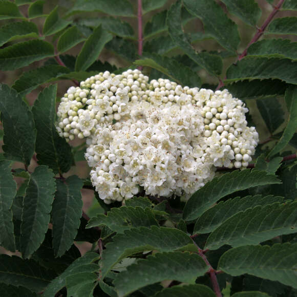 Sorbus aucuparia 'Fastigiata': Bild 2/3 Sorbus aucuparia 'Fastigiata': Bild 2/3