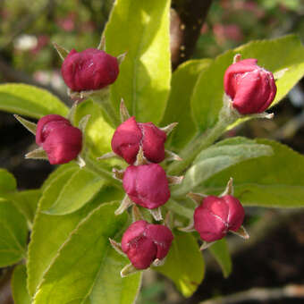 Malus 'Golden Hornet': Bild 2/8