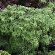 Acer palmatum 'Palmatifidum'  H100+: Bild 6/6