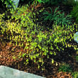 Corylopsis pauciflora: Bild 2/2