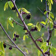 Asimina triloba 'Sunflower': Bild 5/5