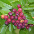 Sorbus 'Likjornaja': Bild 11/12