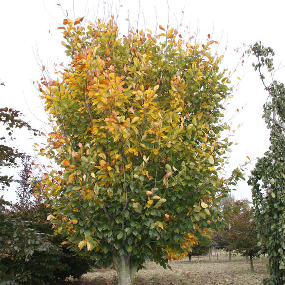 Fagus sylvatica 'Latifolia': Bild 4/4 Fagus sylvatica 'Latifolia': Bild 4/4