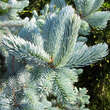 Picea pungens 'Hoopsii': Bild 2/4