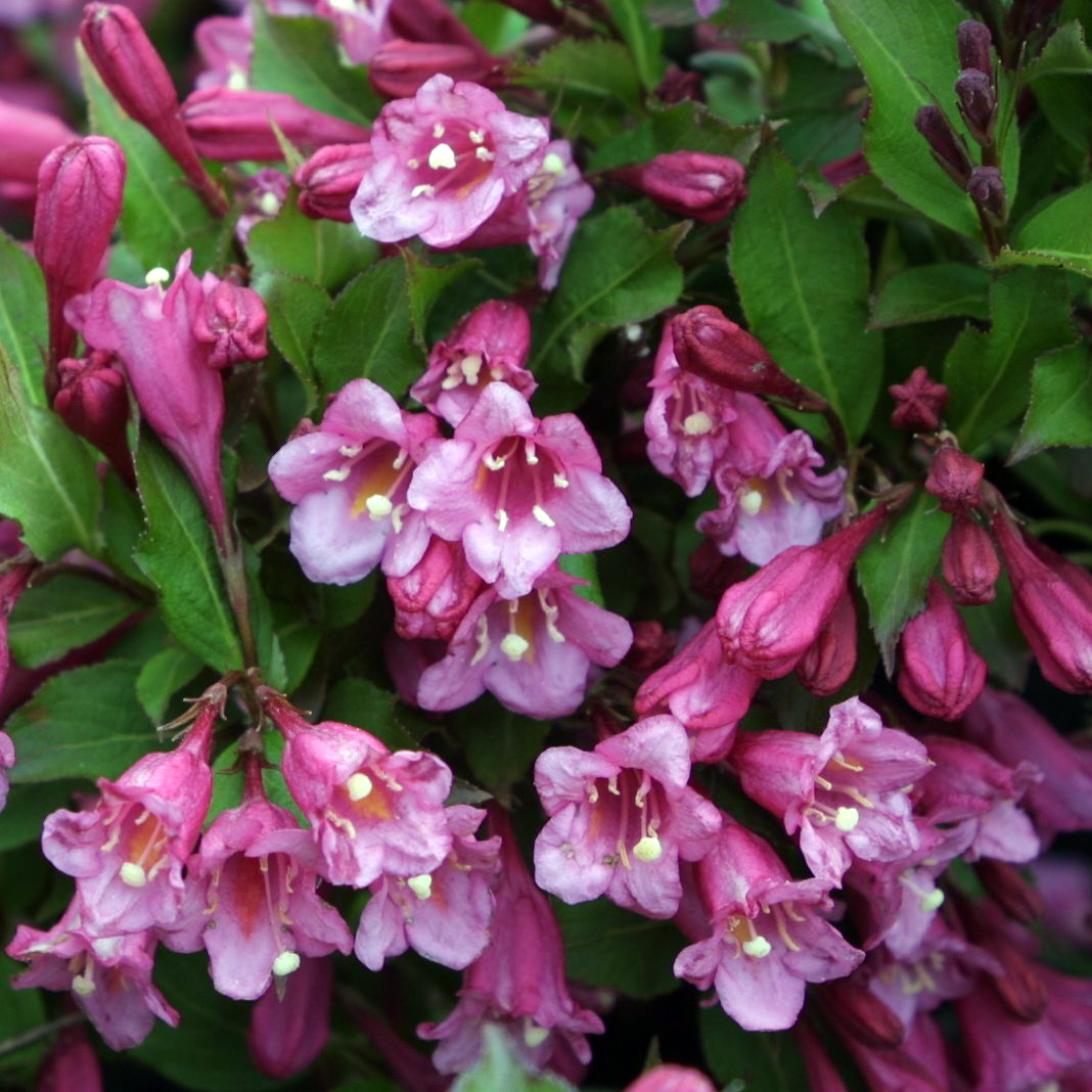 ZwergWeigelie Weigela 'Minuet' rosa