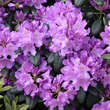 Rhododendron 'Catawbiense Grandiflorum': Bild 2/5