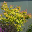 Cotinus coggygria 'Golden Spirit': Bild 7/7