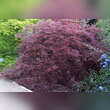 Acer palmatum 'Ornatum' H150+: Bild 3/6