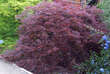 Acer palmatum 'Ornatum': Bild 3/6