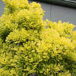 Cotinus coggygria 'Golden Spirit': Bild 4/7