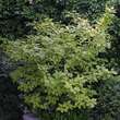 Cornus alba 'Spaethii': Bild 2/2