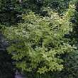 Cornus alba 'Spaethii': Bild 2/2