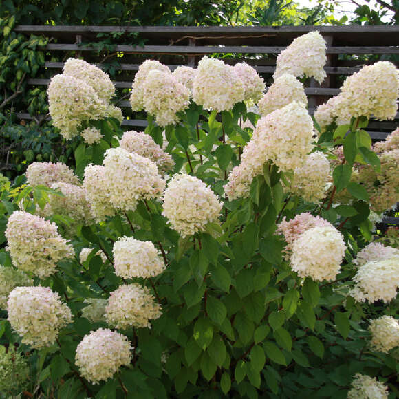 Hydrangea paniculata 'Grandiflora': Bild 2/3 Hydrangea paniculata 'Grandiflora': Bild 2/3