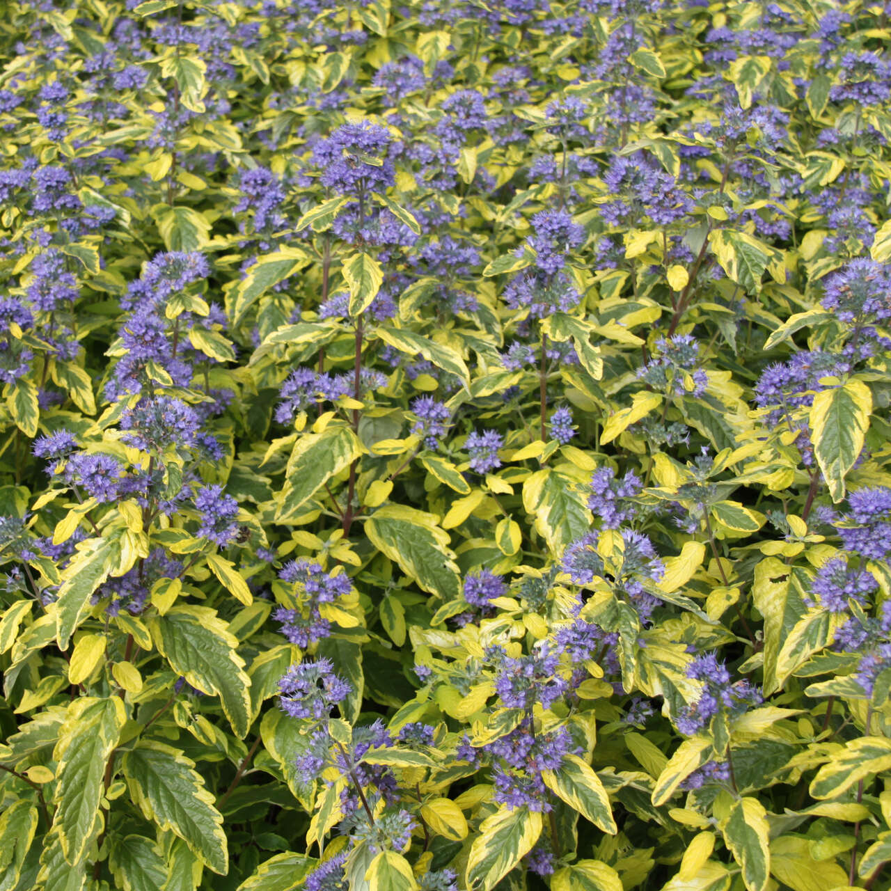 Buntlaubige Bartblume Caryopteris cland. 'Summer Sorbet' blau