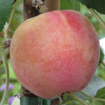 Malus 'Maypole': Bild 6/7