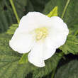 Rhodotypos scandens: Bild 3/4