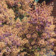 Cotinus coggygria 'Royal Purple': Bild 6/6
