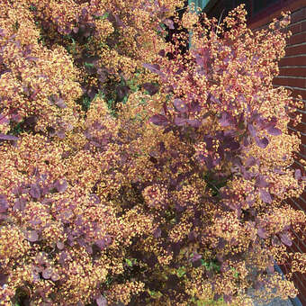 Cotinus coggygria 'Royal Purple': Bild 8/9