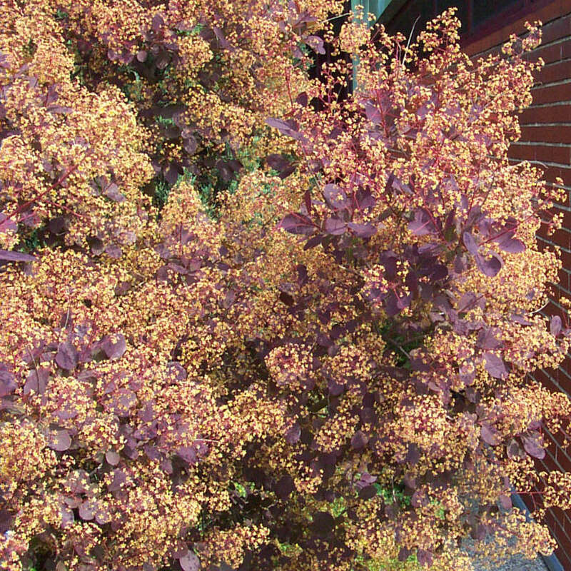 Roter Perückenstrauch Cotinus coggygria 'Royal Purple