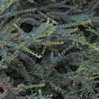 Cotoneaster horizontalis: Bild 3/3