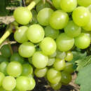 Vitis vinifera 'Königin der Weingärten' - Weinrebe