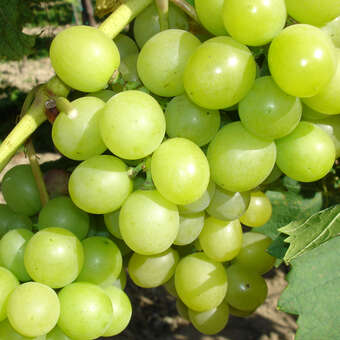 Vitis vinifera 'Königin der Weingärten'