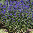 Caryopteris clandonensis 'Grand Bleu': Bild 3/6