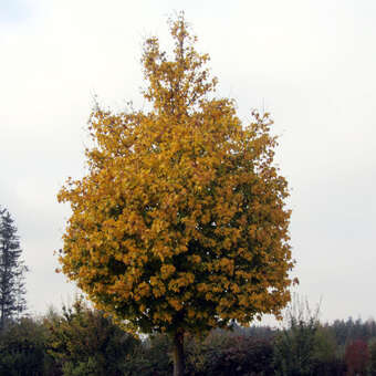 Acer campestre 'Elsrijk': Bild 5/7