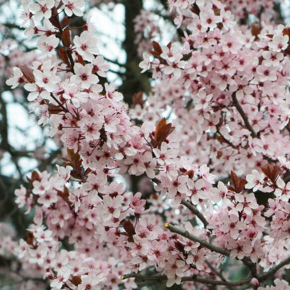 Prunus cerasifera 'Nigra': Bild 1/9 Prunus cerasifera 'Nigra': Bild 1/9