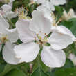 Malus domestica 'Pinova': Bild 2/4
