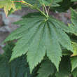 Acer japonicum 'Vitifolium': Bild 4/7