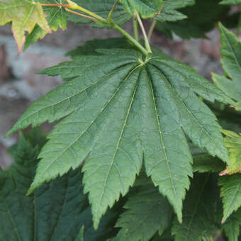 Acer japonicum 'Vitifolium': Bild 4/7