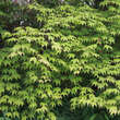 Acer palmatum: Bild 2/6