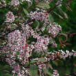 Prunus padus 'Colorata': Bild 3/4