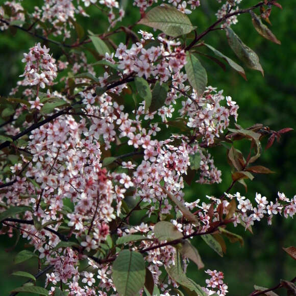 Prunus padus 'Colorata': Bild 3/4 Prunus padus 'Colorata': Bild 3/4