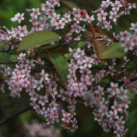 Prunus padus 'Colorata': Bild 4/4 Prunus padus 'Colorata': Bild 4/4