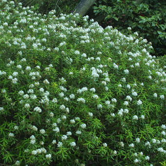 Ledum groenlandicum: Bild 5/5