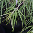 Acer palmatum 'Scolopendrifolium': Bild 2/7