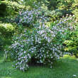Abelia mosanensis: Bild 3/3