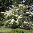 Cornus kousa: Bild 3/4