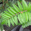 Sorbus randaiensis: Bild 3/3