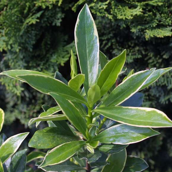 Daphne odora 'Aureomarginata': Bild 3/3 Daphne odora 'Aureomarginata': Bild 3/3