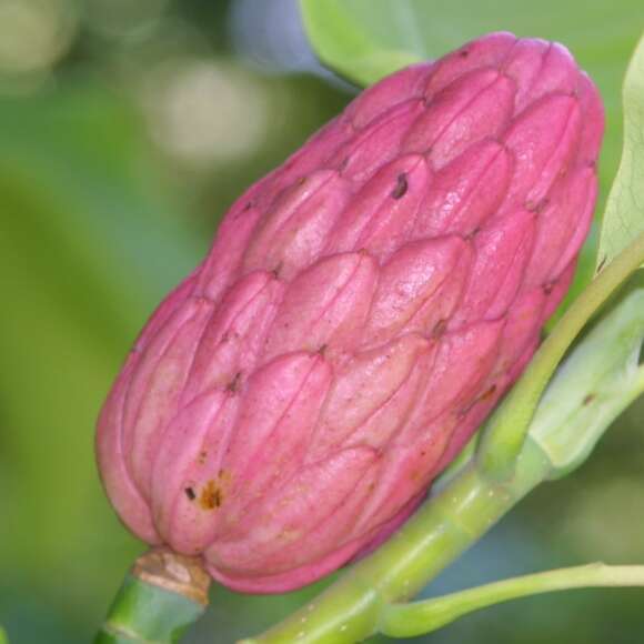 Magnolia tripetala: Bild 2/3 Magnolia tripetala: Bild 2/3