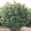 Prunus laurocerasus 'Etna': Bild 6/7