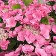 Hydrangea macrophylla 'Teller Rosa': Bild 4/5