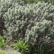 Hippophae rhamnoides 'Hikul': Bild 3/4